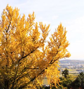 【紅葉・見ごろ】庚申堂