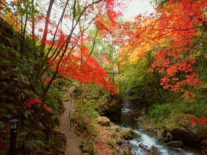 【紅葉・見ごろ】万葉公園