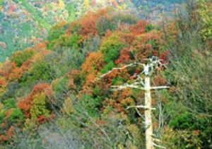 【紅葉・見ごろ】高越渓谷