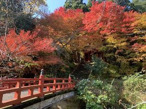 【紅葉・見ごろ】若桜神社