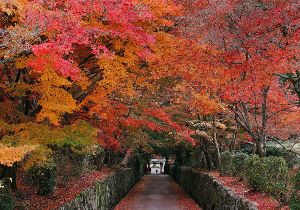 【紅葉・見ごろ】興聖寺