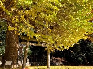 【紅葉・見ごろ】春日神社のラッパイチョウ