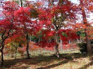 【紅葉・見ごろ】池峯もみじの郷