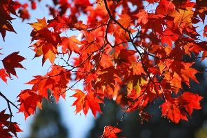 【紅葉・見ごろ】六甲高山植物園