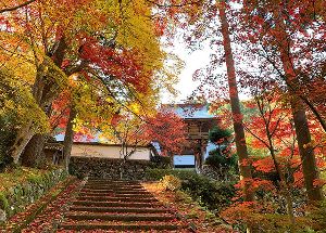 【紅葉・見ごろ】玉雲寺