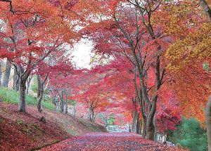 【紅葉・見ごろ】丹波自然運動公園