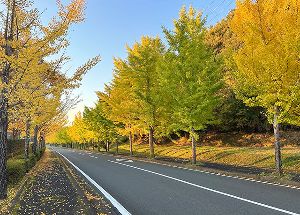 【紅葉・見ごろ】グリーンランドみずほ