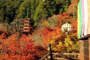 【紅葉・見ごろ】長谷寺