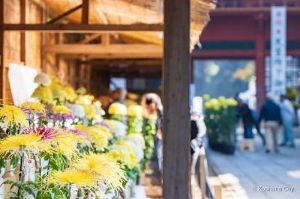 鹿嶋市菊花展
