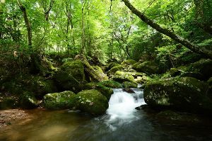 【紅葉・見ごろ】清流の森
