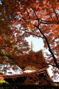 【紅葉・見ごろ】常寂光寺