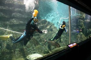 新年の準備をします！水族館の大掃除（大水槽の潜水掃除）