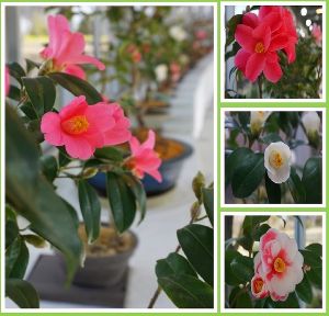 第21回古今の名花　つばき展