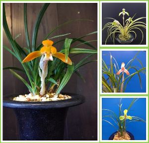 春の訪れを告げる 春蘭展