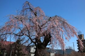 【桜・見ごろ】岸野家のしだれざくら