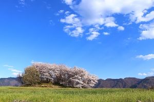 【桜・見ごろ】王塚古墳