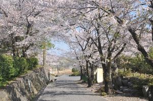 【桜・見ごろ】シルクふれんどりぃ