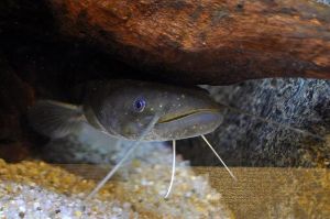 魚のふしぎ　あるのか！？魚の第六感（アクアス出張教室 in 出雲科学館）