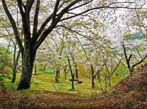 【桜・見ごろ】鳥羽山公園