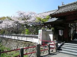 【桜・見ごろ】別格本山　岩水寺