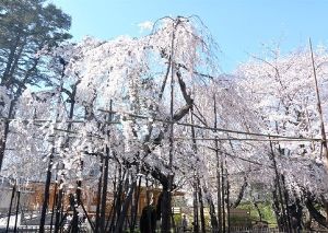 【桜・見ごろ】真間山弘法寺