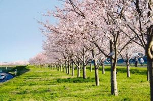 【桜・見ごろ】利根川桜づつみ