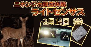 ニホンジカ調査体験　ライトセンサス