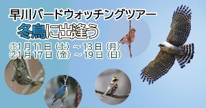 早川バードウォッチングツアー　冬鳥に出逢う