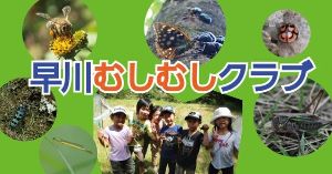 早川むしむしクラブ「冬眠中の昆虫を探そう!」