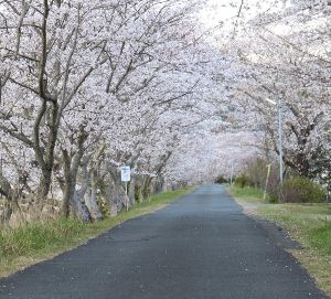 【桜・見ごろ】太田川桜堤