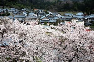 【桜・見ごろ】切妻屋根群