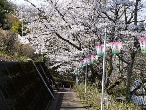 【桜・見ごろ】古墳公園