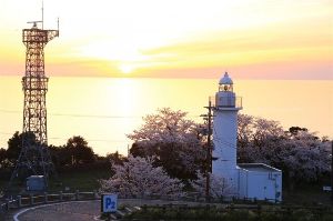 【桜・見ごろ】越前岬灯台