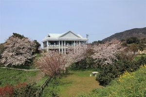 【桜・見ごろ】越前岬水仙ランド