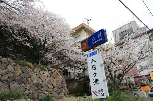 【桜・見ごろ】入日ヶ滝