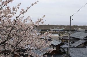 【桜・見ごろ】西徳寺周辺