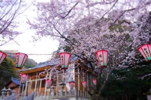 【桜・見ごろ】道口白山神社