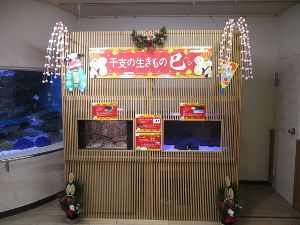 企画展「干支の生きもの　巳」
