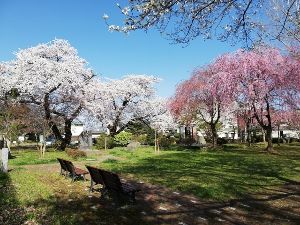 【桜・見ごろ】ぎんどろ公園