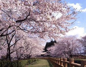 【桜・見ごろ】鳥谷ケ崎公園