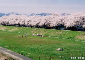 【桜・見ごろ】不動大橋周辺