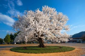 【桜・見ごろ】味真野小学校 校庭