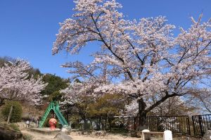 【桜・見ごろ】延命公園