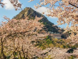 【桜・見ごろ】太郎坊宮