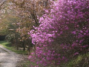 【花・見ごろ】面ノ木園地のミツバツツジ