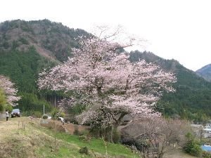 【桜・見ごろ】和市薬師堂のエドヒガン桜