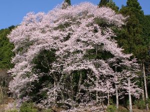 【桜・見ごろ】神田のエドヒガンサクラ