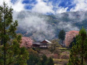 【桜・見ごろ】田峯城のヤマザクラ