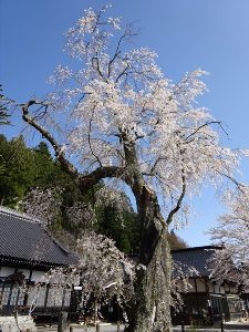 【桜・見ごろ】金龍寺のシダレザクラ