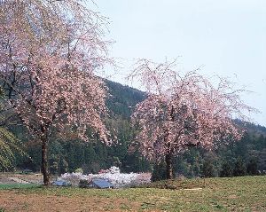【桜・見ごろ】朝倉氏遺跡の糸桜